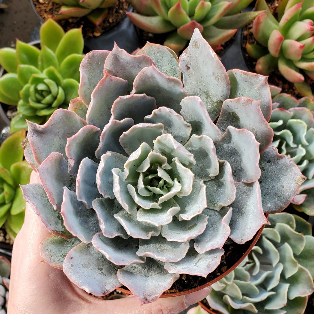 Echeveria 'Belen'